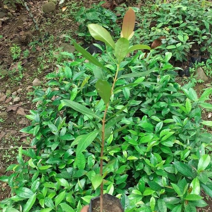 

Terlaris Bibit Pohon Daun Salam - Tanaman Daun Salam