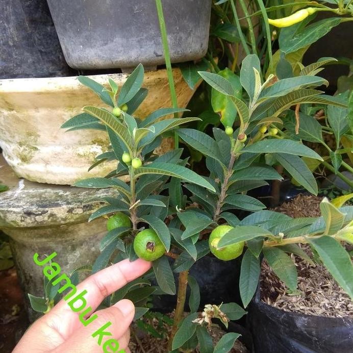 

Terlaris Bibit Tanaman Jambu Biji Kerikil