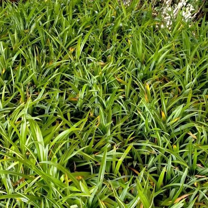 

Terlaris Promo Ramadhan! Tanaman Daun Pandan Wangi - Herbal / Bumbu Masakan