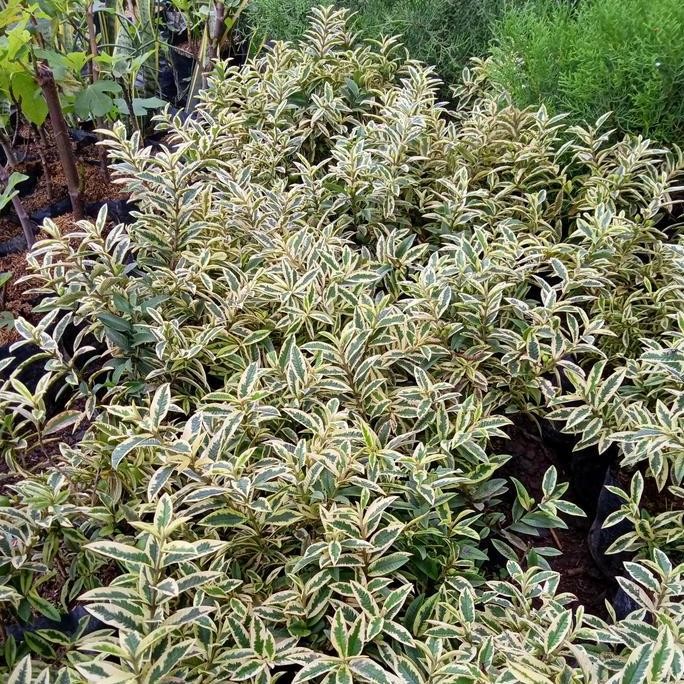 

Terlaris Bibit Tanaman Buah Jambu Kerikil Varigata Sudah Berbuah