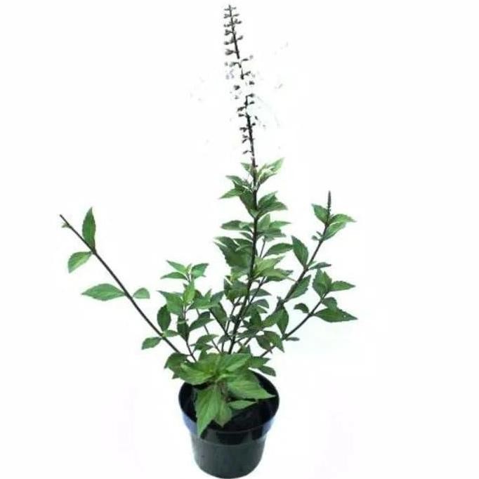 

Terlaris Tanaman Herbal Kumis Kucing - Pohon Kumis Kucing