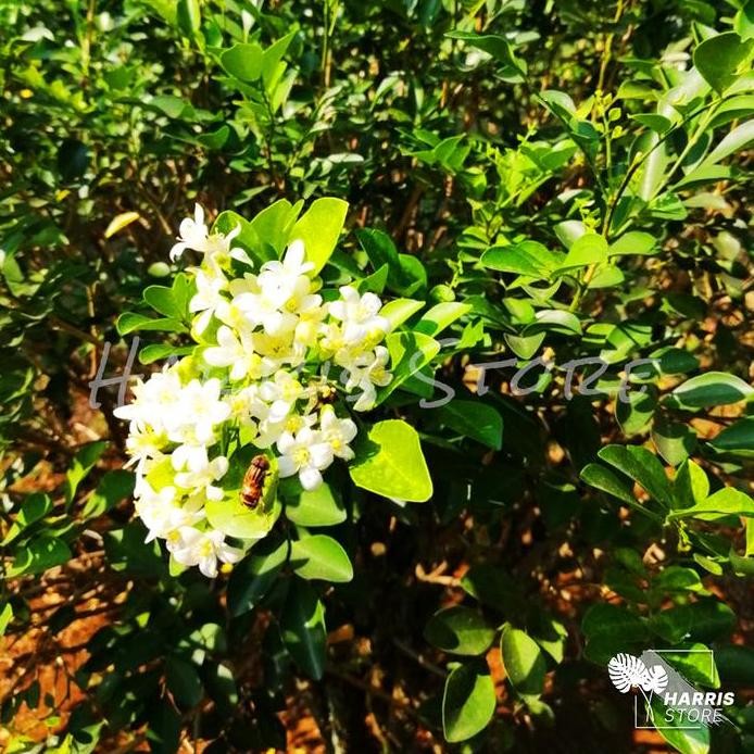 

Terlaris Bibit Tanaman Herbal Kemuning Wangi / Pohon Bunga Kemuning