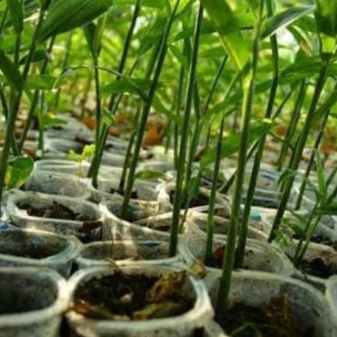 

Terlaris Tanaman Jahe Merah Herbal