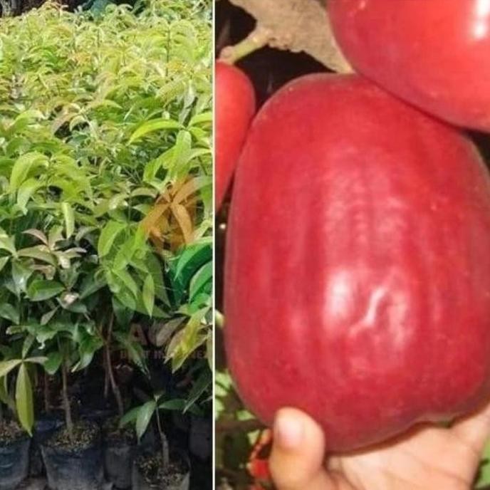 

Terlaris Bibit Pohon Buah Jambu Jamaika Jambu Bol - Pohon Buah Bibit Unggulan