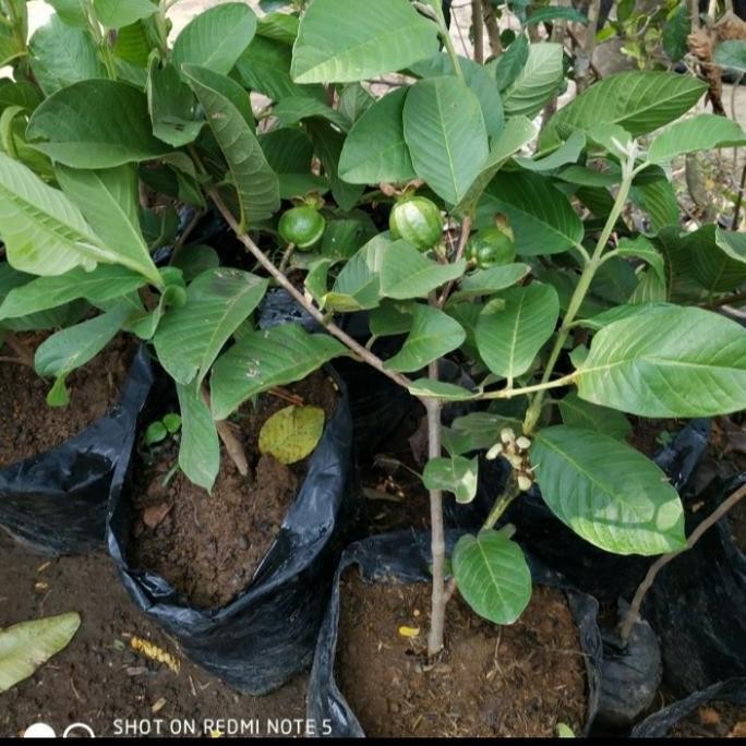 

Terlaris Bibit Tanaman Buah Jambu Kristal Merah/Putih Sudah Berbunga/ Berbuah