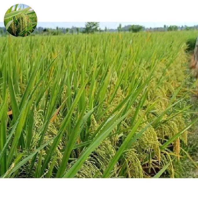 

Terlaris Benih Bibit Padi Sidenok Kualitas Unggul Pendongkrak Hutang /1Kg