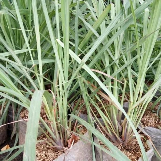 

Terlaris Tanaman Herbal Hidup Sereh Wangi
