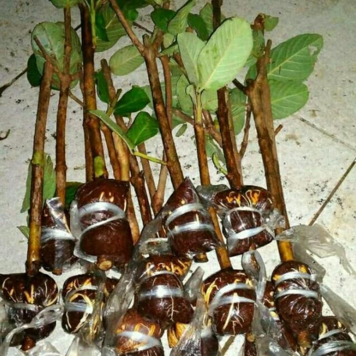 

Terlaris Potong Cangkok Bibit Jambu Kristal Asli