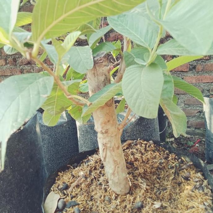 

Terlaris Bibit Cangkok Batang Besar Jambu Biji Merah