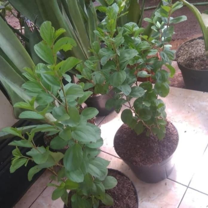 

Terlaris Tanaman Herbal Bidara Arab - Pohon Pengusir Jin