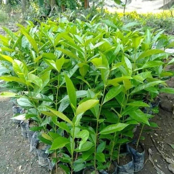 

Terlaris Paket 2 Bibit Daun Salam Bumbu Banyak Manfaat Kualitas Super