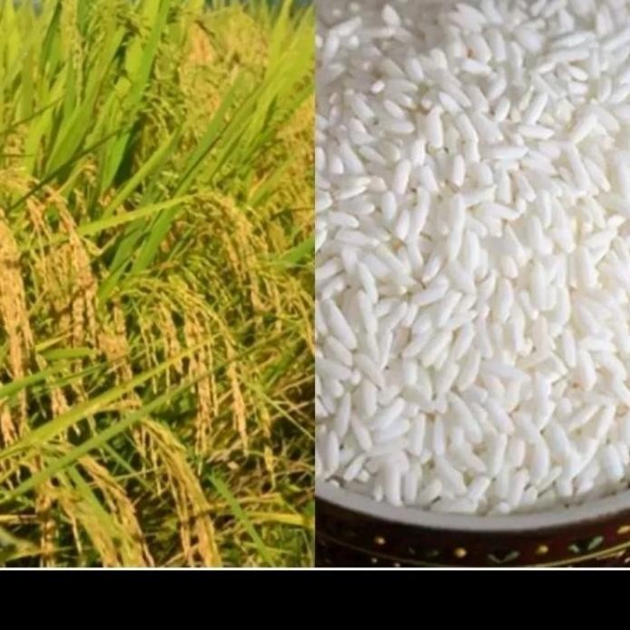 

Terlaris Benih Padi Ketan Putih Original Pilihan 1 Kg