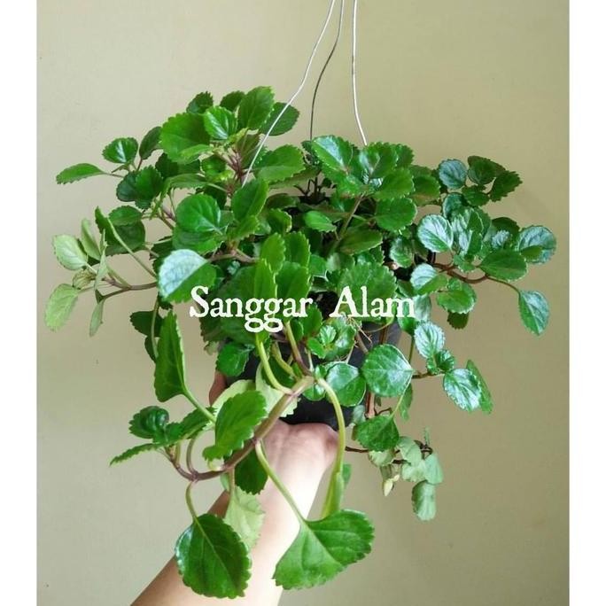 

Terlaris Tanaman Kumis Kucing/Tanaman Herbal Kumis Kucing/Swedish Ivy