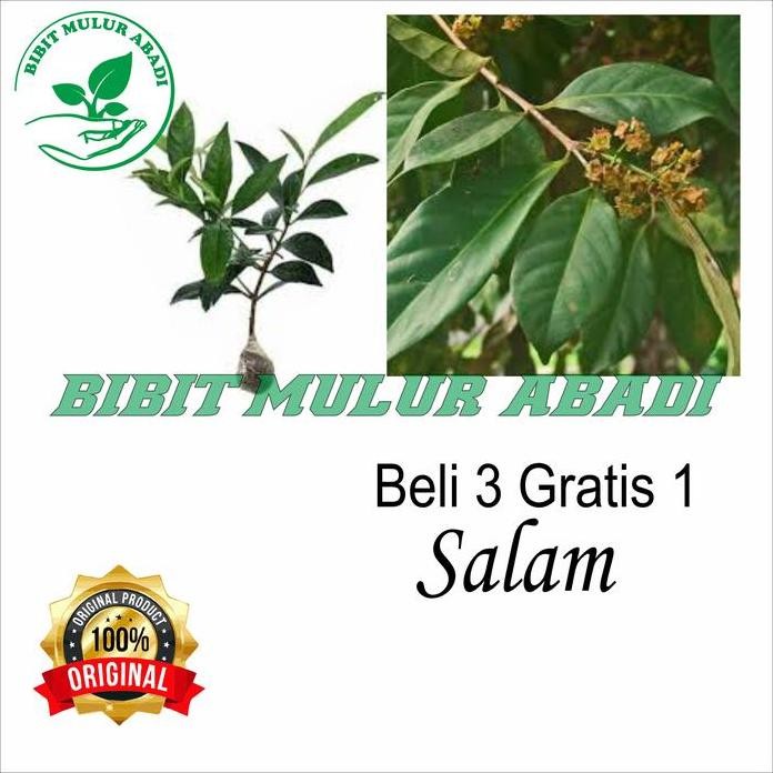 

Terlaris Bibit Daun Salam - Daun Bumbu