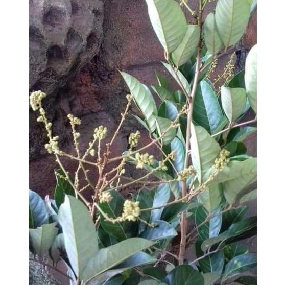 Tanaman Bibit Buah Rambutan Binjai Sudah Berbuah ISTIMEWA