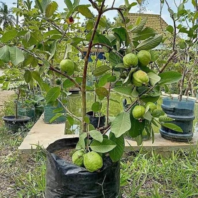 

Terlaris Tanaman Hias Bibit Jambu Kristal Putih