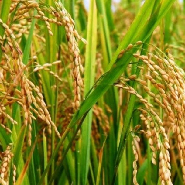 

Terlaris Grosir Benih Padi Pandan Wangi / Beras Wangi 200 Gram