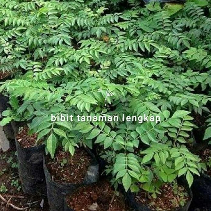 

Terlaris Bibit Tanaman Salam Koja Daun Kari