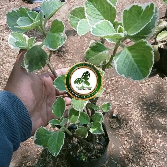 

Terlaris Bibit Pohon Jinten Putih Variegata / Tanaman Herbal Jinten