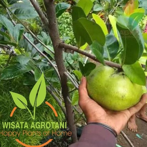 Bibit Black Sapote Okulasi Tanaman Buah Black Sapote Asli Okulasi PREMIUM