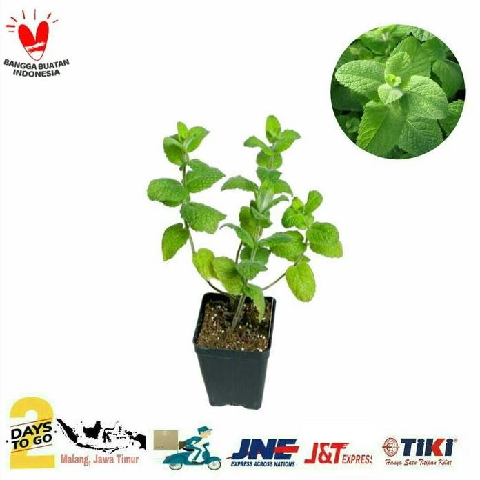 

Terlaris Bibit Tanaman Herbal Mint / Apple Mint