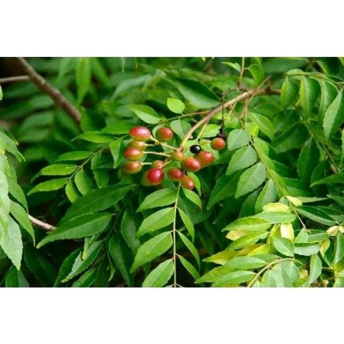 

Terlaris Bibit Daun Salam Koja Bumbu Dapur