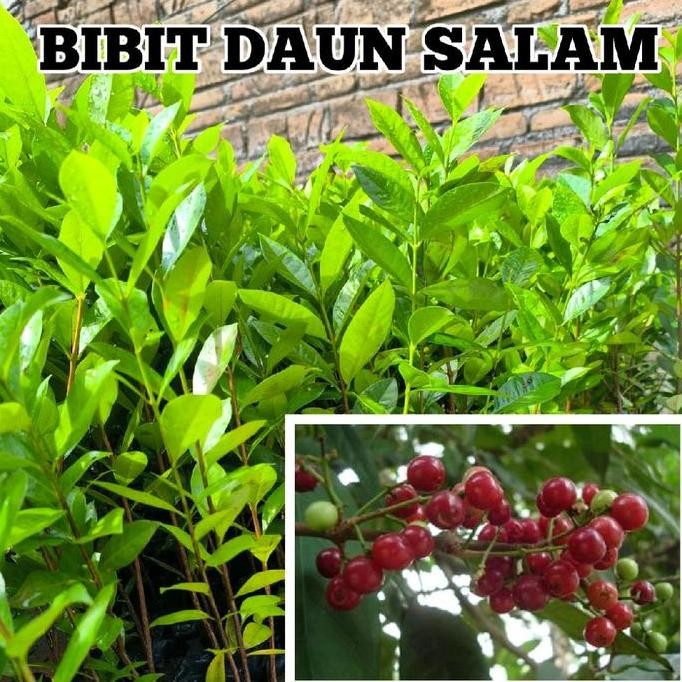 

Terlaris Bibit Tanaman Daun Salam Tinggi 30Cm Sampai 50Cm