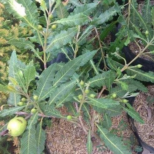 

Terlaris Bibit Tanaman Jambu Rawing Siap / Sudah Berbuah ( Tabulapot)