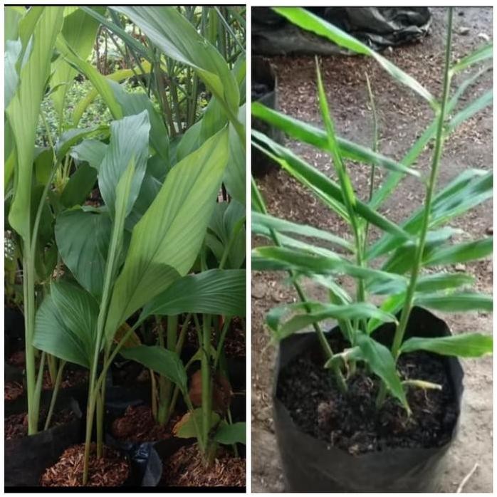 

Terlaris Paket 2 Jenis Tanaman Herbal Jahe Putih Dan Kunyit Kuning