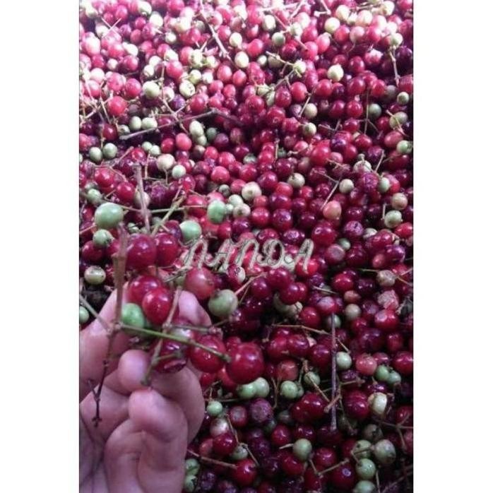 

Terlaris Terlaris Bibit Tanaman Buah Daun Salam Super Genjah Pohon Buah Daun