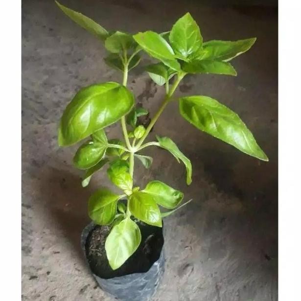 

Terlaris Tanaman Herbal - Basil / Kemangi Belanda