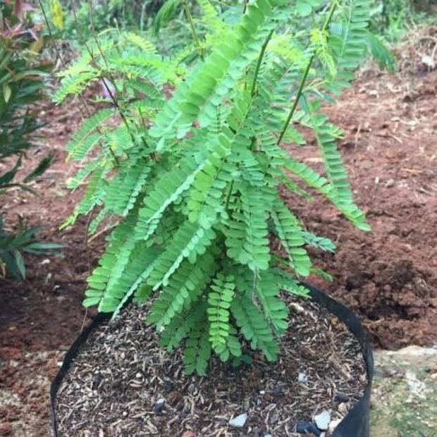 

Terlaris Obral Bibit Pohon Saga Rambat Tanaman Saga Daun Herbal