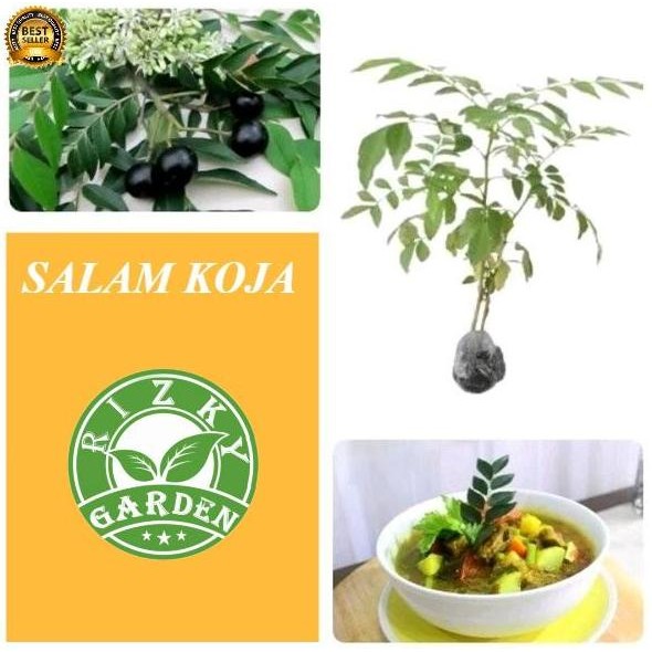 

Terlaris Bibit Pohon Tanaman Daun Temuru Salam Koja