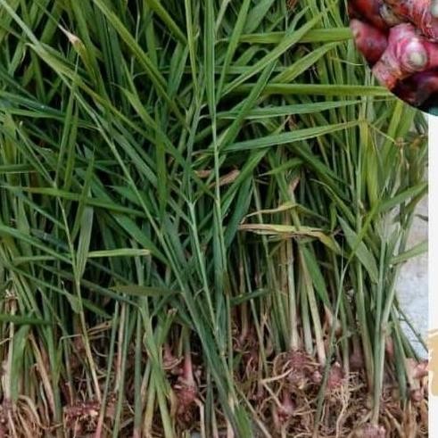 

Terlaris Jual Bibit Jahe Merah Super/Bibit Tanaman Jahe Merah Pohon/Jahe Herbal