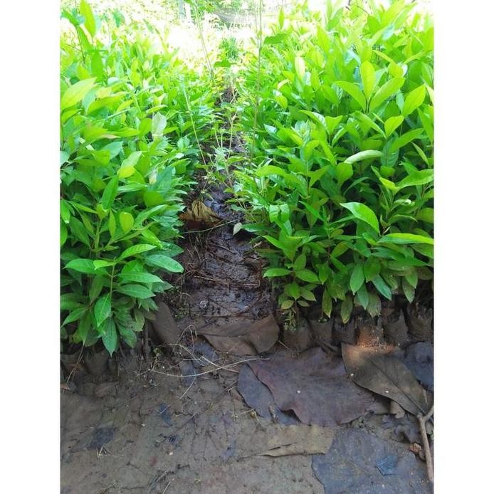 

Terlaris Bibit Daun Salam Murah - Tanaman Bumbu Dapur