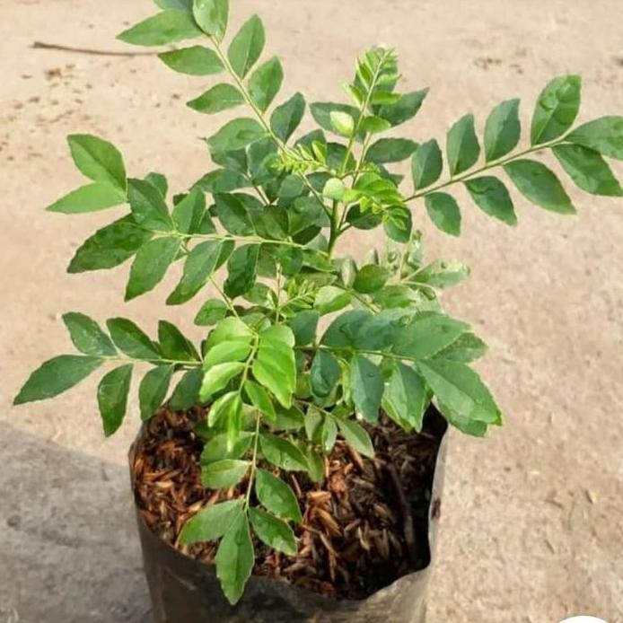 

Terlaris Bibit Tanaman Salam Koja Daun Kari Pohon Kari Salam Temuru