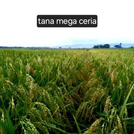 

Terlaris Benih Bibit Padi Ciputri Unggulan 1Kg