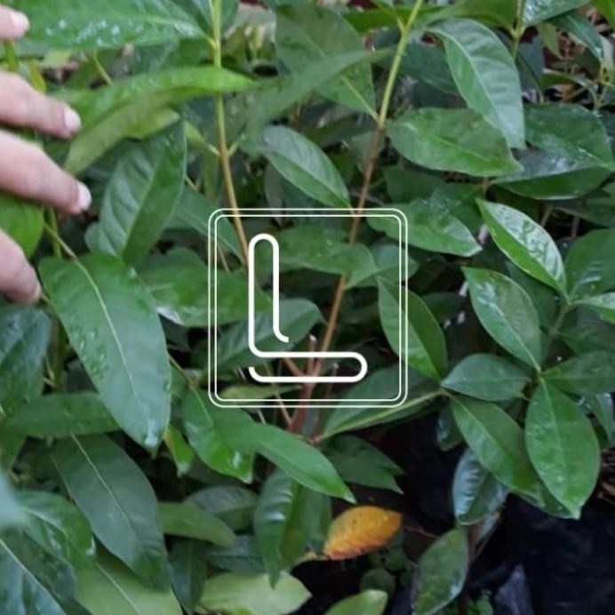 

Terlaris Bibit Daun Salam - Salam Sayur - Herbal