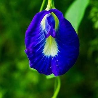 

Terlaris Bibit Tanaman Telang -Bunga Telang-Teleng-Tanaman Herbal