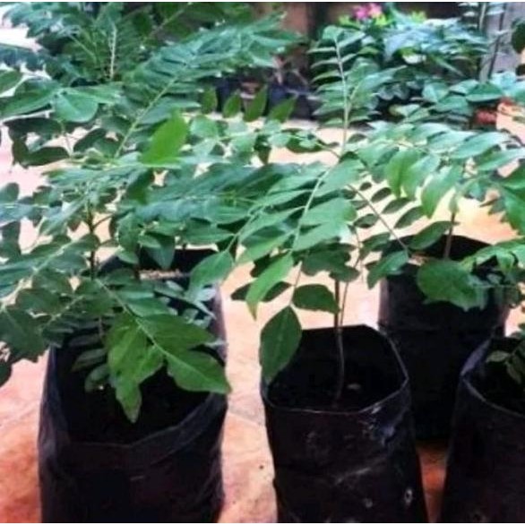 

Terlaris Tm" Bibit Tanaman Daun Salam Koja-Temuru-Daun Kari-Pohon Kari