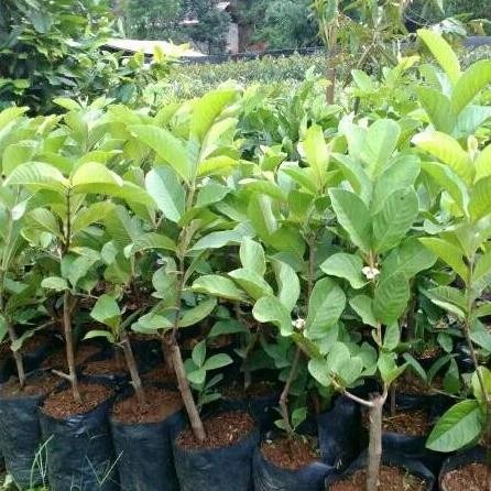 

Terlaris Bibit Jambu Kristal (Siap Buah) Tanpa Biji