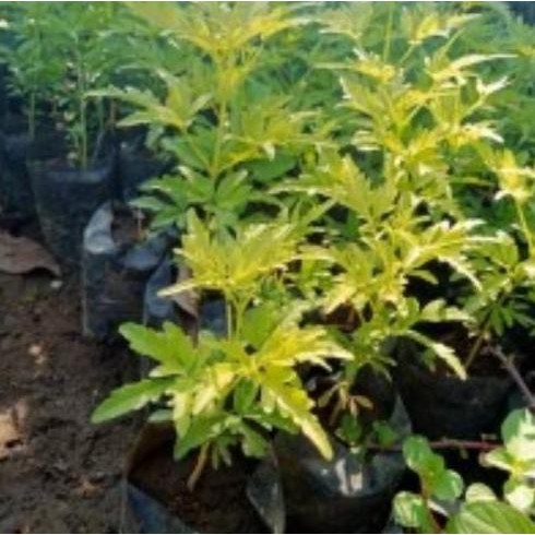 

Terlaris Bibit Cendana Bali Tanaman Hias Kasiat Herbal Bau Wangi