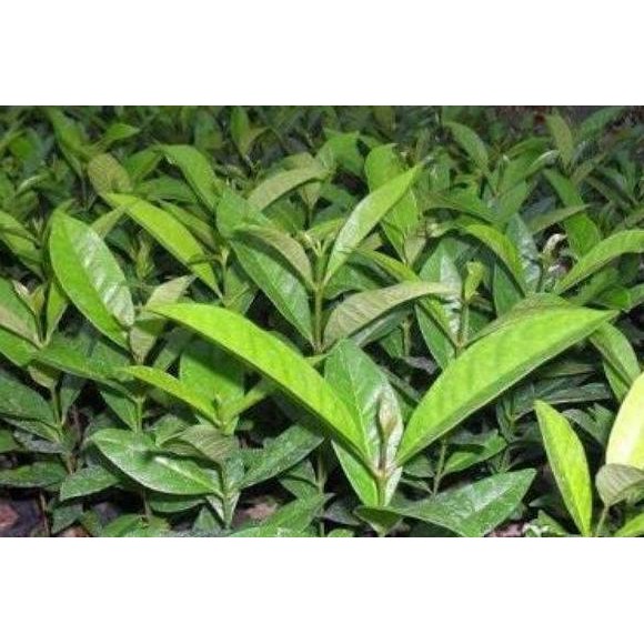 

Terlaris Promo Bibit Daun Salam - Gratis Daun Salam Segar 10 Lembar