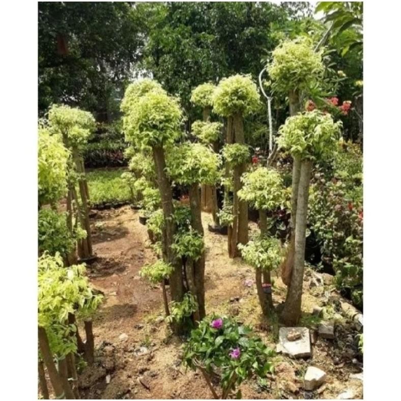 Tanaman Hias Tanaman Bonsai Anting Putri Tinggi 1Meter Siap Pajang - Savanan Bonsai