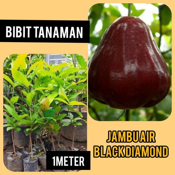 

Terlaris Bibit Jambu Air Black Diamond 1 Meter