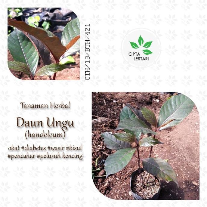 

Terlaris Paket 5 Bibit Pohon Daun Ungu Hemat - Tanaman Herbal Handeleum