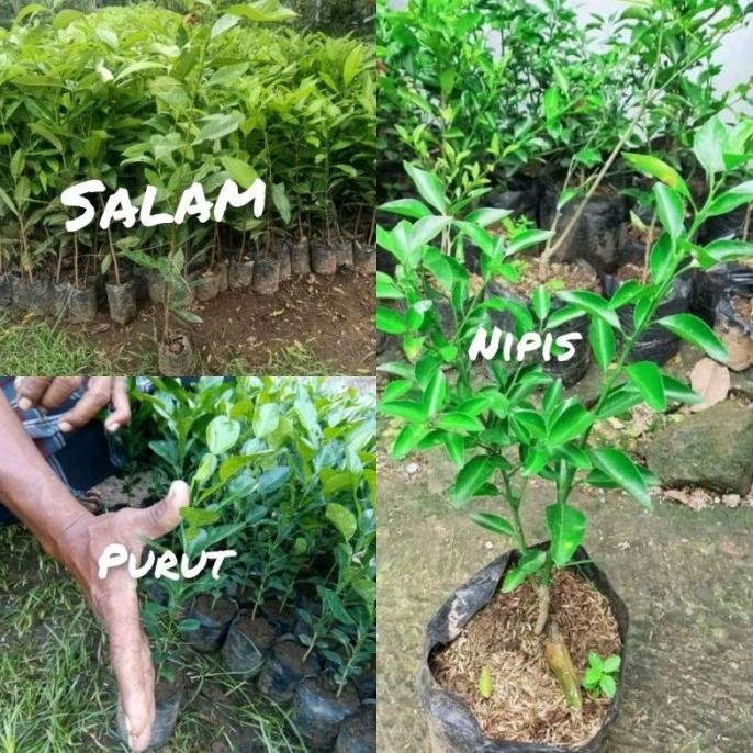 

Terlaris Tukuyuu Paket Bumbu Masak Bibit Daun Purut| Salam |Nipis