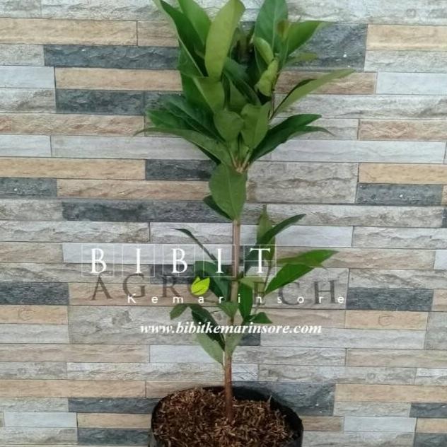 

Terlaris Bibit Daun Salam/Daun Penyedap Rasa Masakan/ Bibit Tanaman Daun Salam