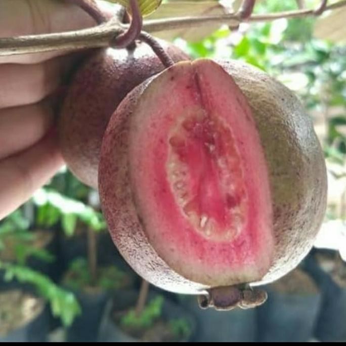 

Terlaris Bibit Jambu Australia Merah/ Bibit Jambu Merah Australia Unggul