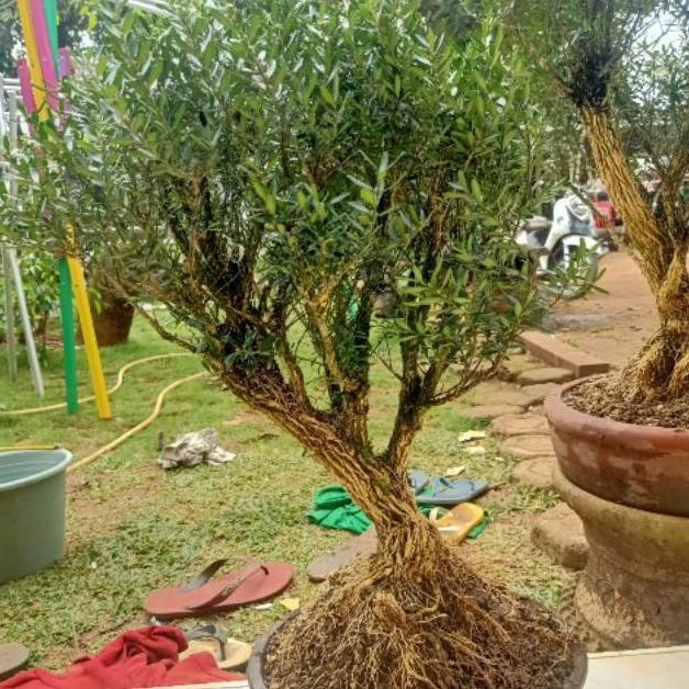 Tanaman Hias Bonsai Boxus - Tanaman Bonsai Boxus - Savanan Bonsai